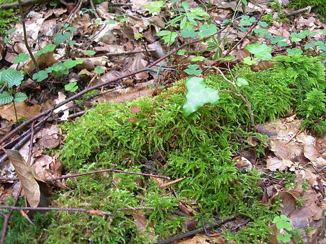 Galerine e Habitat